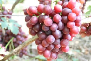 History, description and characteristics of the grape variety Irina's gift, cultivation and care features