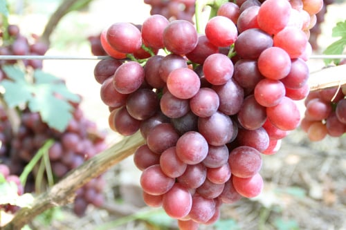 uvas un regalo para Irina