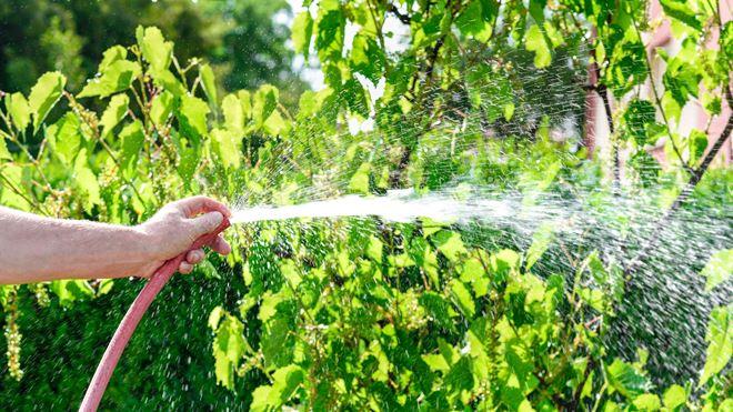 watering grapes