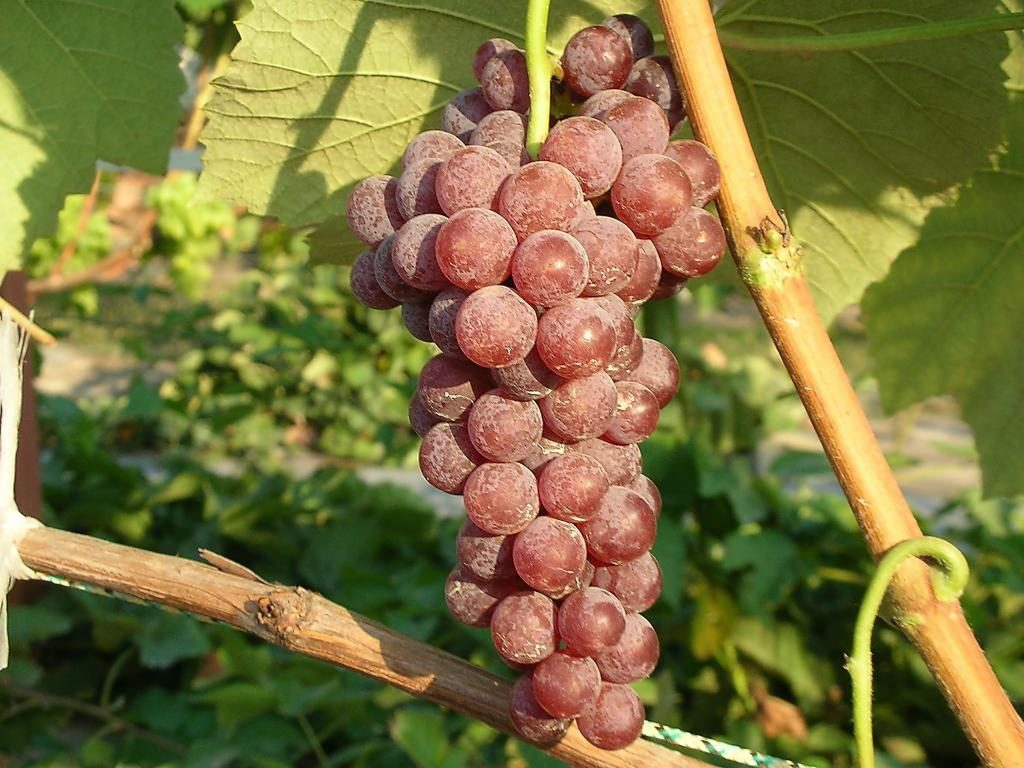 grape reilines pink seedlings