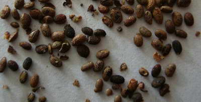 Actinidia seeds