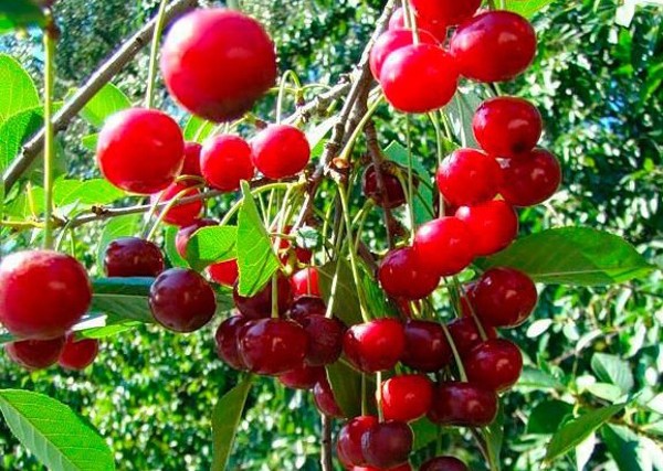 cereza generosa