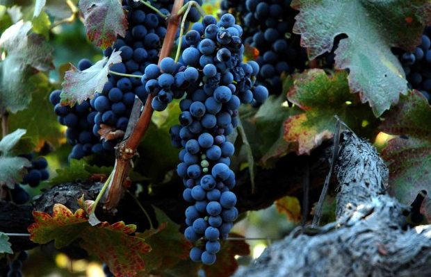 Syrah grapes