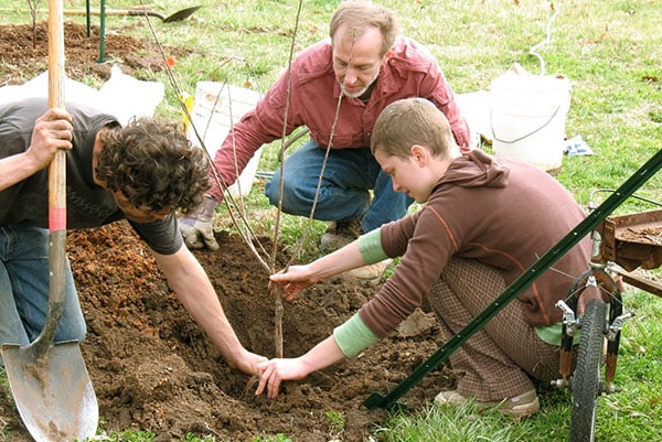 tree sludge