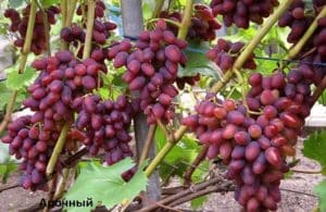 Descripción y características de las uvas Arochny, historia de la variedad y reglas de cultivo.