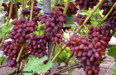 arched grapes