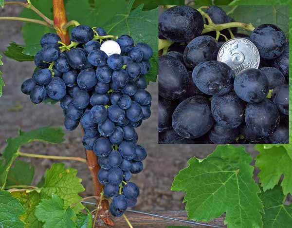 uvas del ática