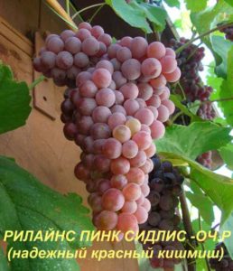 Description and characteristics of Rylines Pink Siddles grapes, history and rules of cultivation