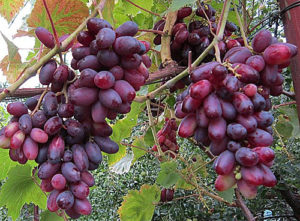 Description and characteristics, pros and cons of Zest grape varieties and growing rules