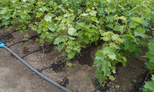 drip irrigation