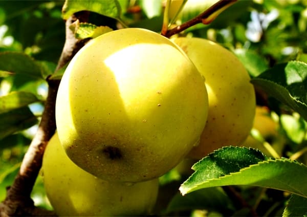 apples golden