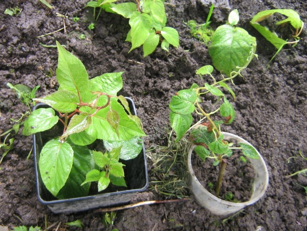 Actinidia seeds