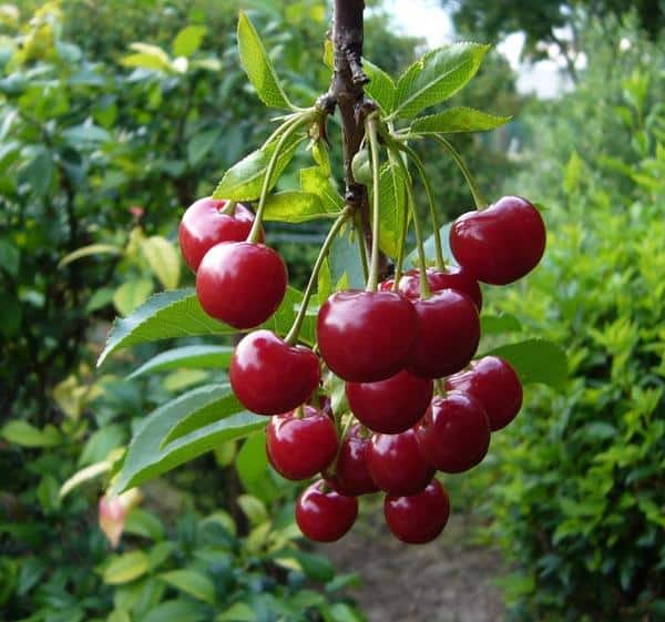 cereza madura