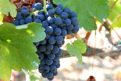 Anggur Syrah