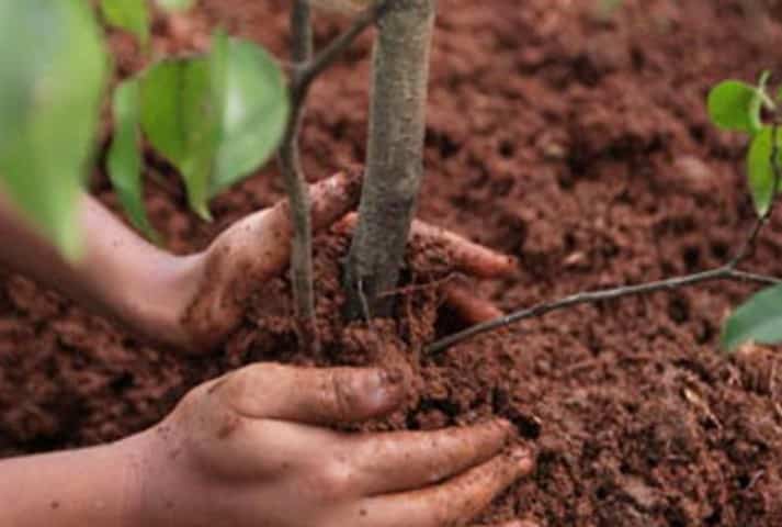 planting apricots