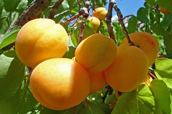 Les fruits mûrissent