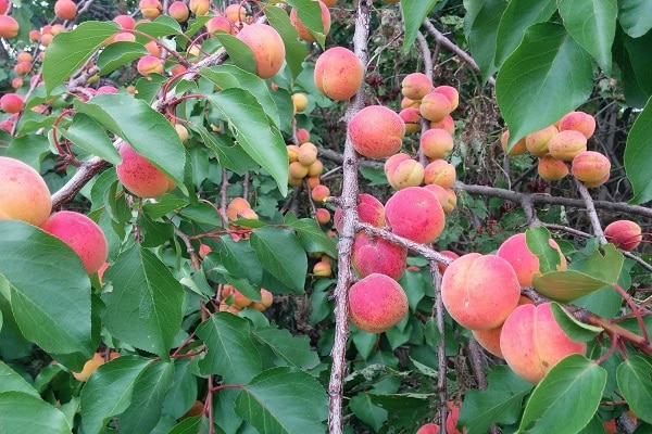 ripe harvest