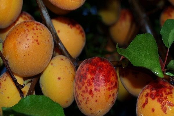 fruit stained