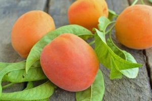 Description of the apricot variety Red-cheeked and diseases, planting and care, winter hardiness