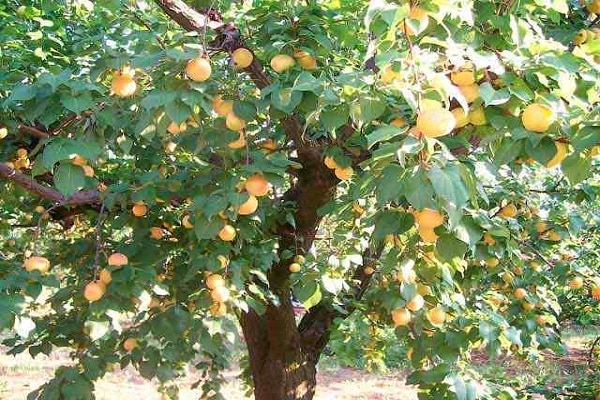 tree with fruits