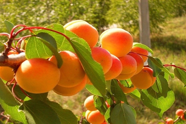 apricot variety