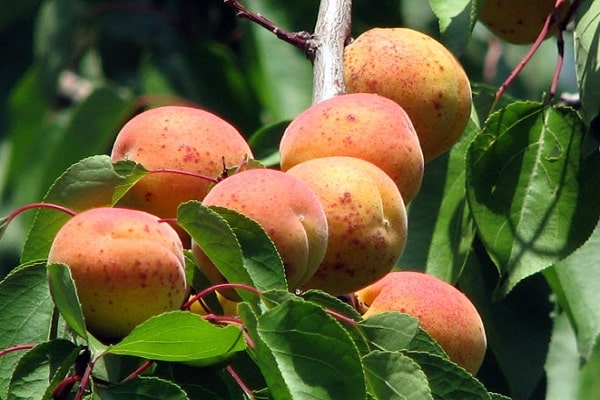 Descripción de la variedad de albaricoque Mejillas rojas y enfermedades, plantación y cuidado, resistencia al invierno.