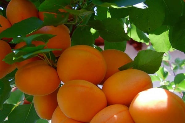 orange fruit