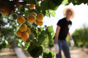 Cultivo, plantación y cuidado de albaricoques en la región de Moscú en campo abierto y poda.