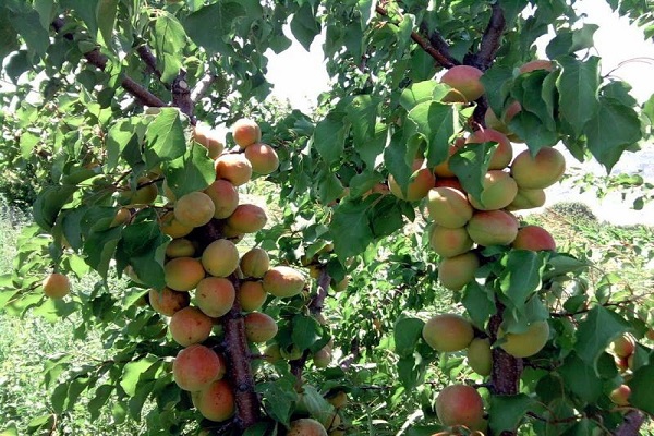 grafted apricot