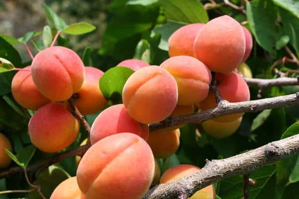 growing apricot