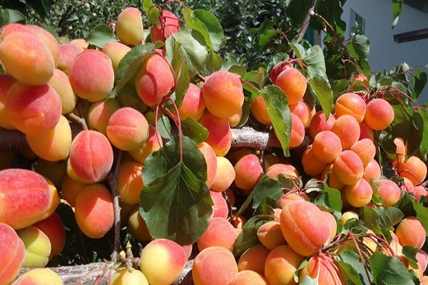 pared naranja