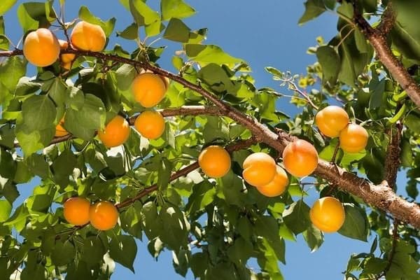 hojas en el arbol