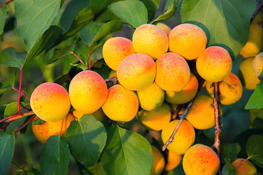 Khabarovsk apricot