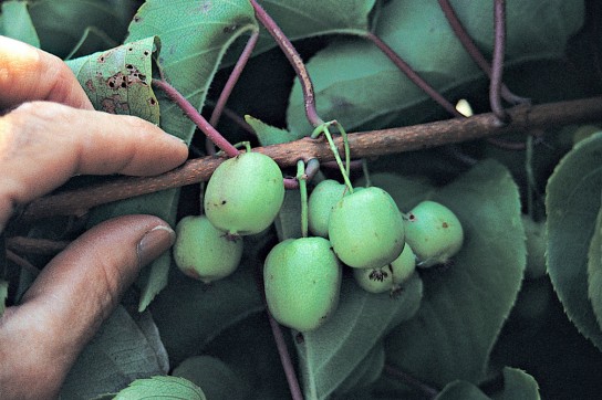 Actinidia landing