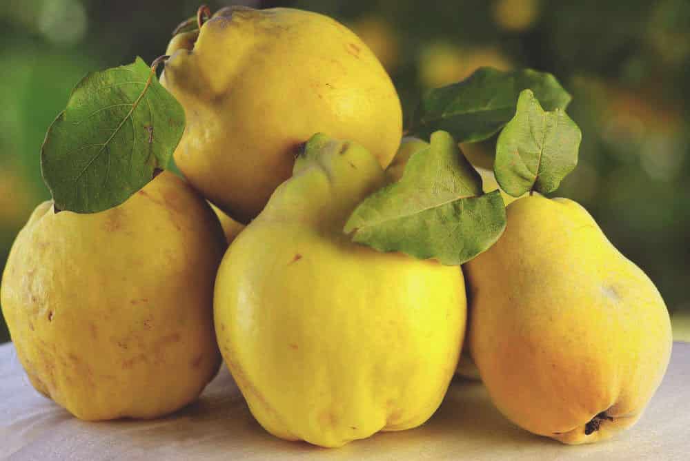 common quince