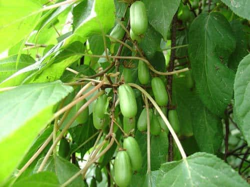 Actinidia landing