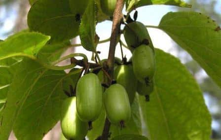 Actinidia landing