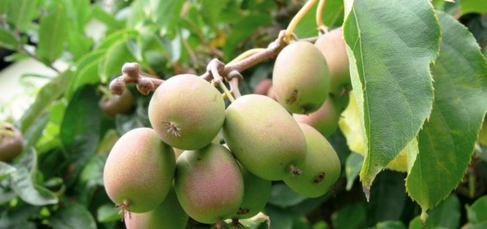 Actinidia landing