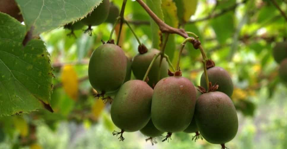 Actinidia landing