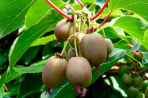 Plantar y cuidar actinidia (kiwi) en invernadero, campo abierto y en casa, reglas de cultivo