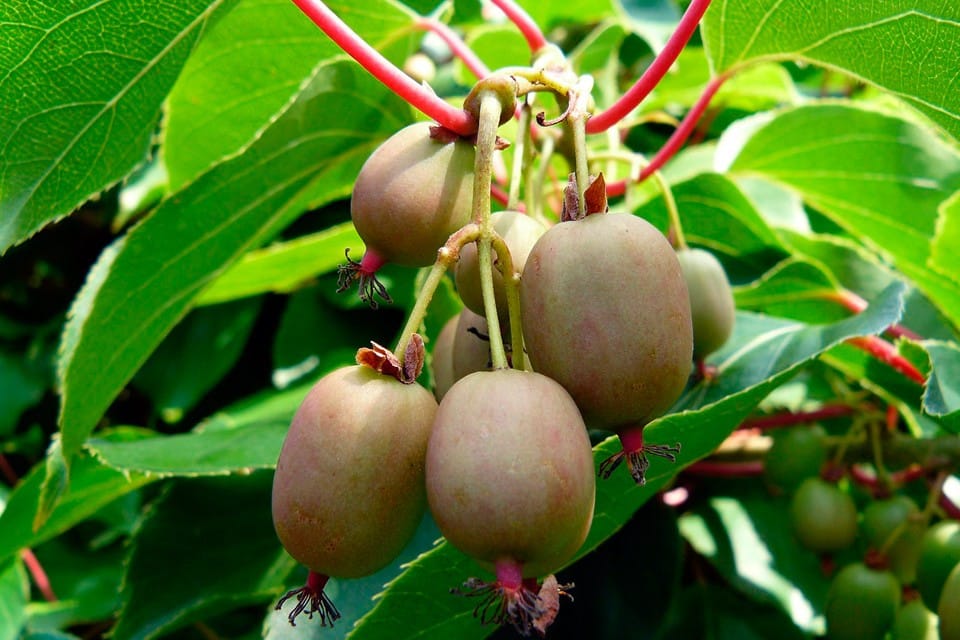 Actinidia cultivation