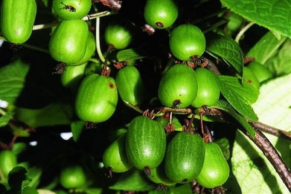 Fruit de septembre