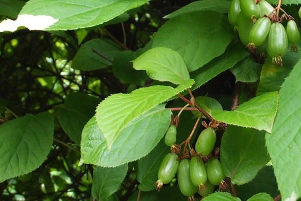 fragrant actinidia