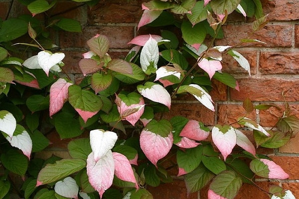 red foliage