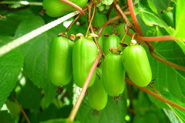 actinidia kolomikty