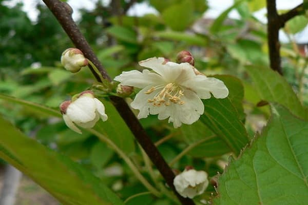 White flower