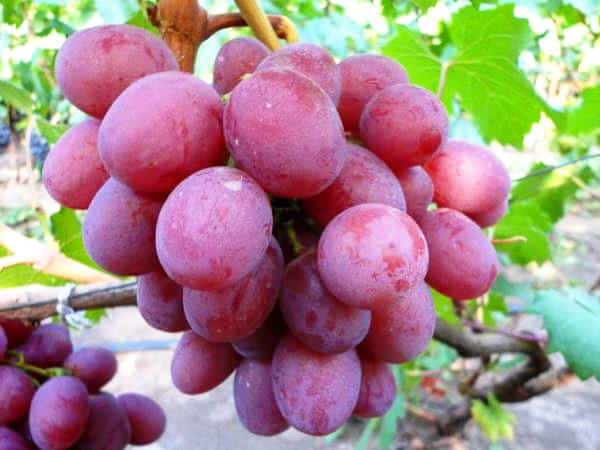 arched grapes