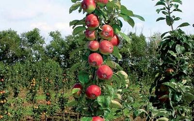 pommier en colonne