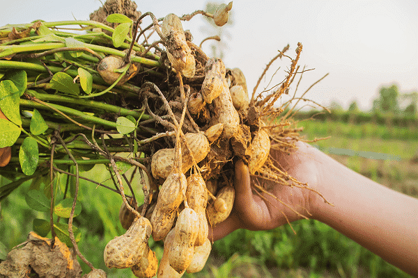 plucked from the garden