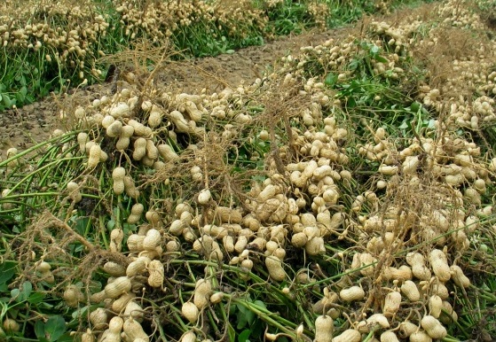 picking peanuts